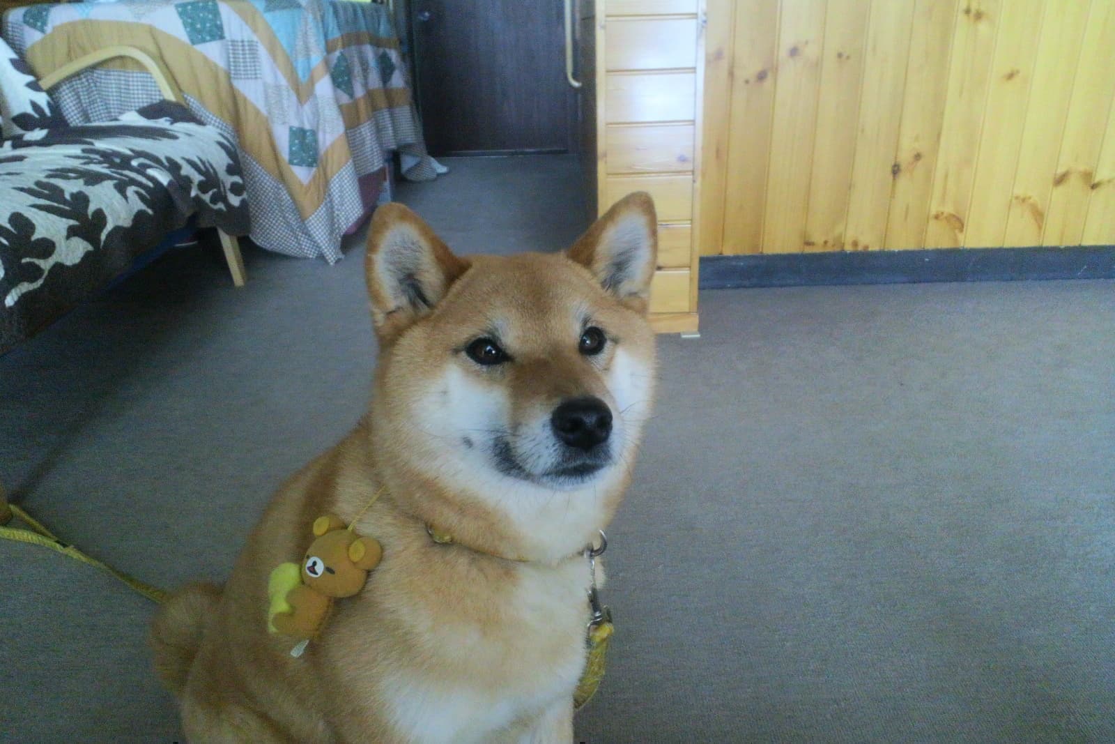 看板犬ねむ